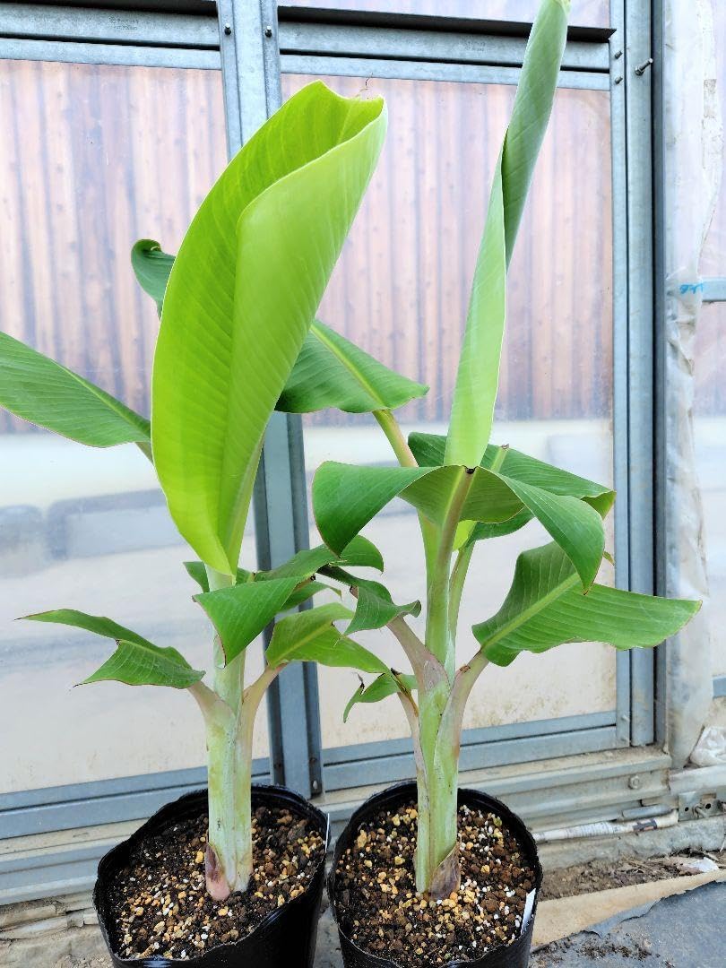 ドワーフナムワ バナナ苗b ドワーフナムワ バナナ苗